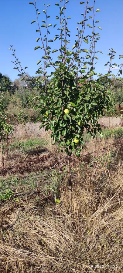 Плодовые деревья 5-7лет
