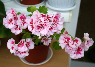 PAC Viva Maria - пеларгония зональная - описание сорта, фото - купить черенки в Перми и почтой