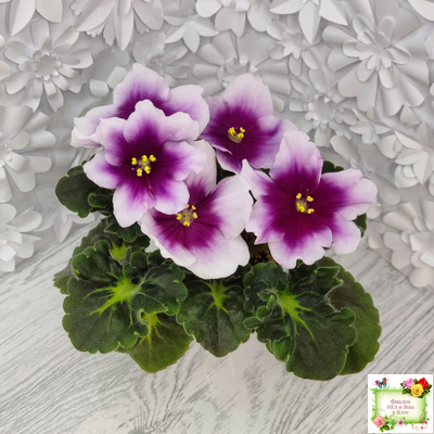 ЛФ-Посмотри в Глаза (Л. Федосеева) 2022 г. (стартер сорт)