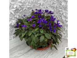 Vallarta Campanas Moradas (G.Beck) трейлер (пасынок посажен 17.08.25)