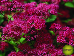 СПИРЕЯ японская "ЭНТОНИ ВАТЕРЕР" (пышный саженец 20х20 см)