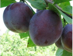 Стартовая (слива)