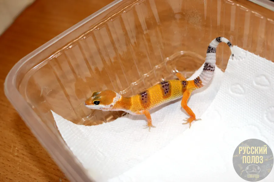 Пятнистый леопардовый эублефар, Eublepharis macularius