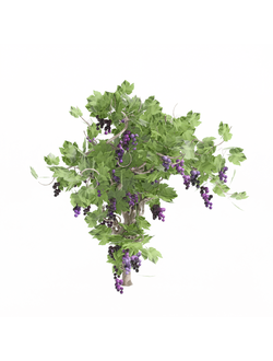 вьющиеся Виноград Grape Vine