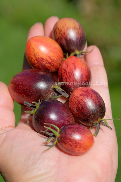 Томат Любушка, 10 шт