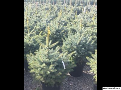 Ель Супер Блю Сидлинг - Super Blue Seedling