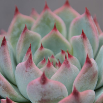 Echeveria Parva