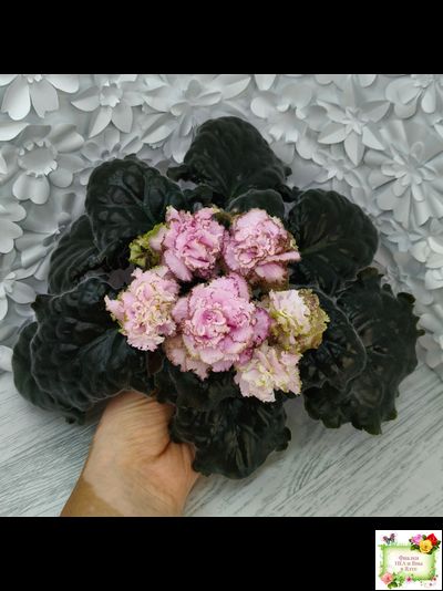 БР-Кудряшка (С. и Н. Буркацкие) 2021 г.