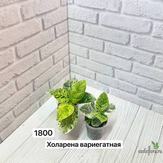 WRIGHTIA ANTIDYSENTERIСА Variegated (Райтия ХОЛАРЕНА ВАРИЕГАТНАЯ яркая вариегатность )