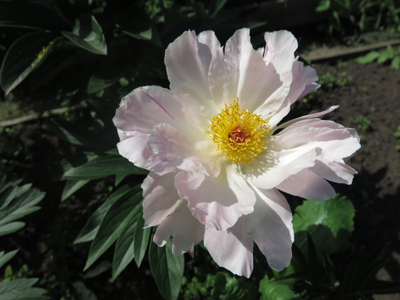 Пион Pink Dogwood Whisper(Пинк Догвуд Виспер)