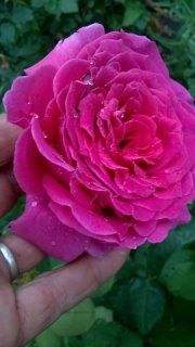 Джакаранда, Ч/Г,   срезочные   Reimer Kordes