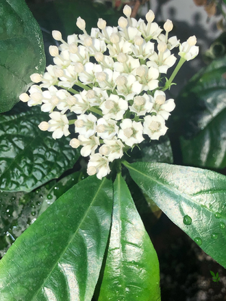 Дюпперея паветифолия / Duperrea pavettifolia