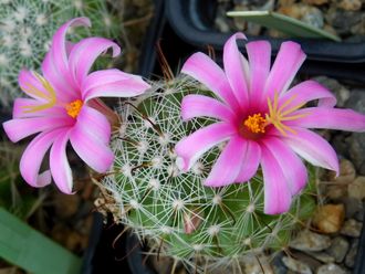 Mammillaria boolii (семена)