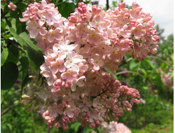 Люси Бальте