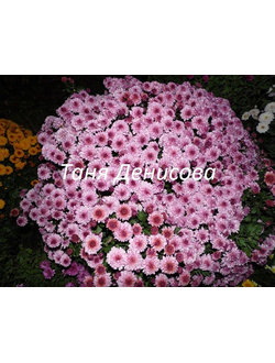 Хризантема мультифлора Малфета пинк