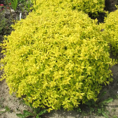 Спирея "Голд Вайт"