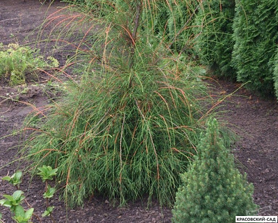 Туя Филиформис - Filiformis