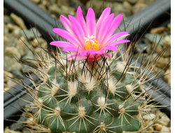 Turbinicarpus laui PP 219 - 5 семян