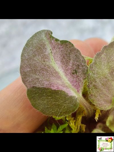 ОЗ-Viola-Tesoro (О. Завадська) листовая химера