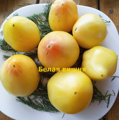 Томат Белая вишня