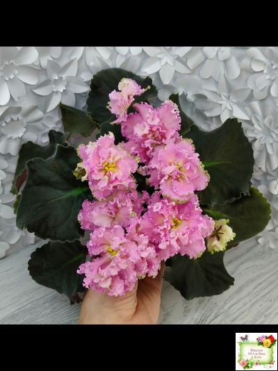 РМ-Саломея (Н. Скорнякова) 2019 г.