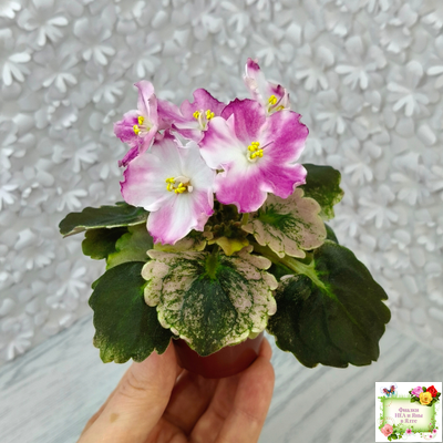 АВ-Птица Певчая (Фиалковод) 2022 г. (лист посажен 29.01.26)