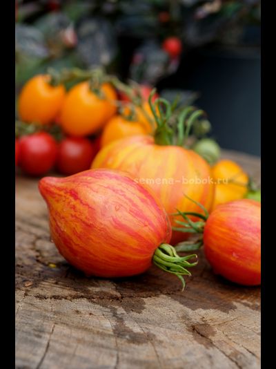 Томат Искушение, 10 шт