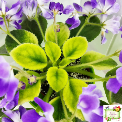 LV-Элизабет (Л. Шевелева) 2023 г.(лист посажен 29.01.26)