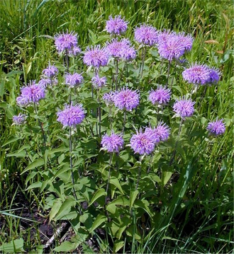 Монарда дудчатая (Monarda fistulosa) (5 мл) - 100% натуральное эфирное масло