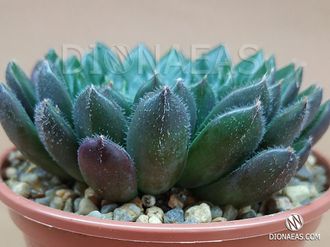 Echeveria Scorpio