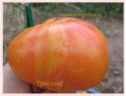 Томат Туксханс красно-жёлтый (Tuxhorn’s Red and Yellow)