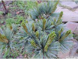 Сосна кедровая Блю Мопс - Blue Mops