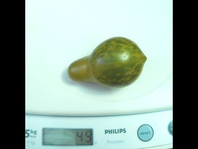 Томат Майкл Поллан (Michael Pollan)