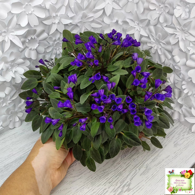 Vallarta Campanas Moradas (G.Beck) трейлер