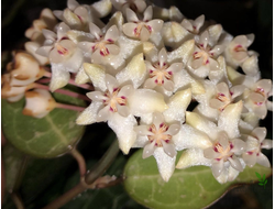 Hoya Elliptica Splash
