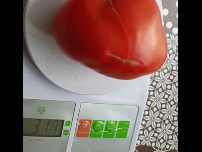 Томат Страстное сердце Энтони (Anthony's Passionate Heart)