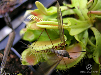 Dionaea muscipula Crocodile