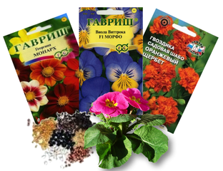 Остеоспермум Обыкновенный Акилла Гранд Каньон Микс - купить семена в интернет-ма