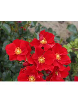 Александр фон Гумбольт (Aleksander von Humboldt) роза
