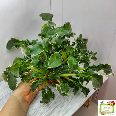 Senk's Try the Decaf (R. Follett/D. Senk) (9872) 01/30/2008 трейлер