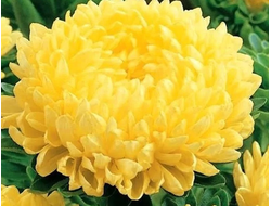 ПИОНОВИДНАЯ ЖЕЛТАЯ БАШНЯ 4ШТ