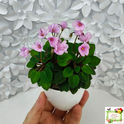 Frosted Fantasy (C.Sotkiewicz) трейлер