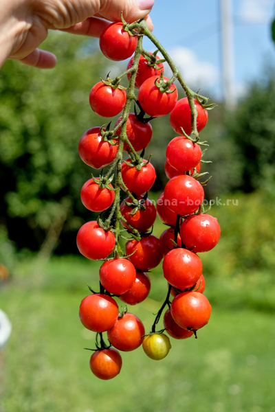 Томат-черри  Красная Вишня, 10 шт