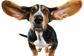 Стерилизация собак