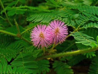 Mimosa pudica - Мимоза стыдливая, сенсорное (движущиеся) растение, удивительное растение