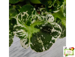 МТ-Кокилье (М. Тотиева) 2023 г.