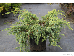 Можжевельник Голд Тип - Gold Tip