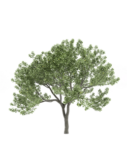 плодовые Груша обыкновенная 2