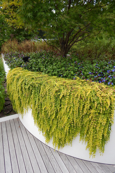 Вербейник монетчатый