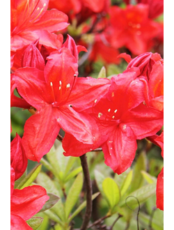 Рододендрон (Азалия) Evita